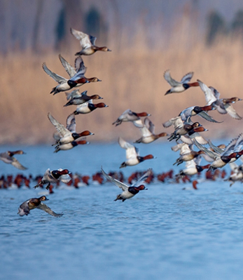 东莞托福听力培训